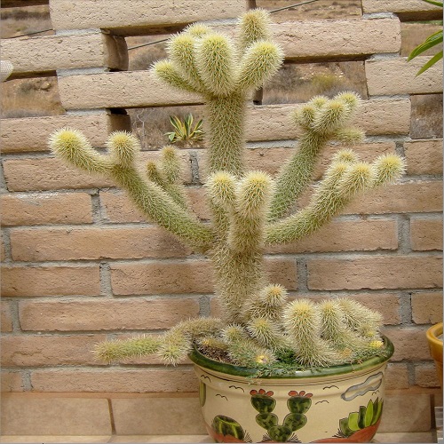 cacti that look like something else