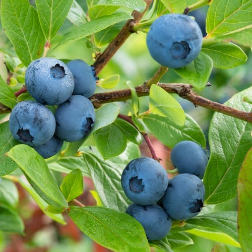 Berries that Look Like Blueberries 3