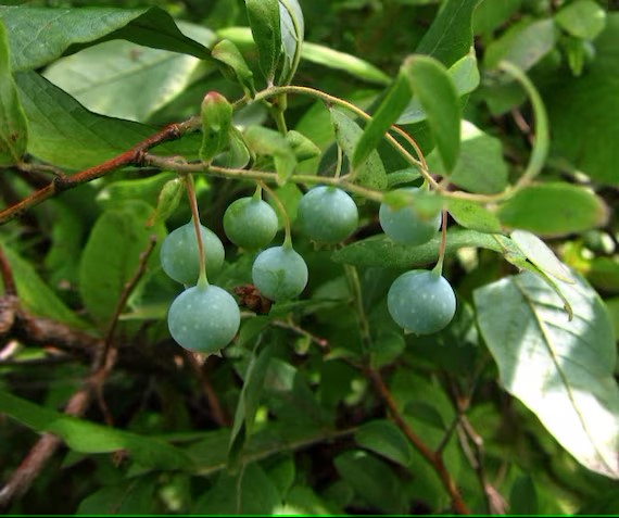 Look Like Blueberries 8