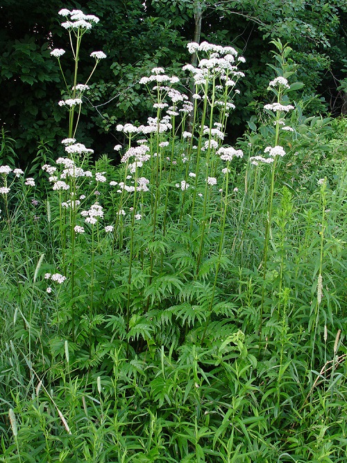 Valeriana officinalis Weeds with Small White Flowers