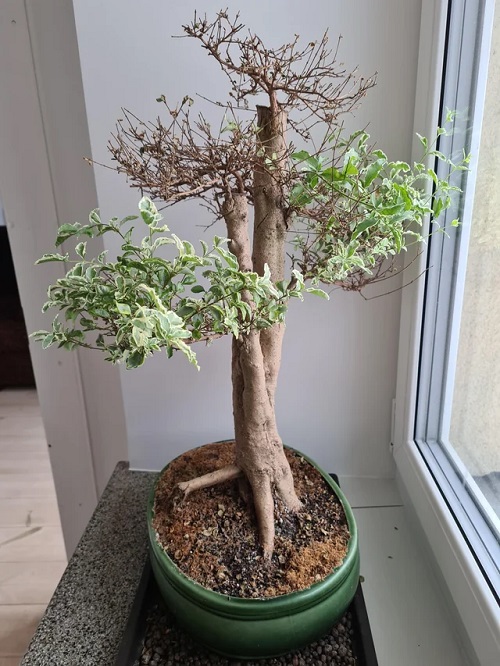 Indoor Bonsai Trees with Variegation 