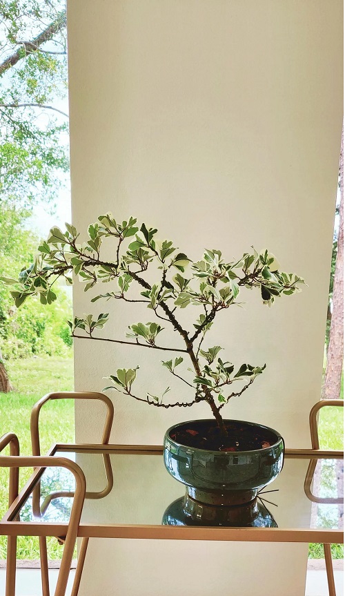 Indoor Bonsai Trees