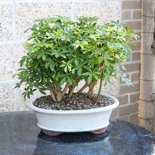 Beautiful Indoor Bonsai Trees with Variegation