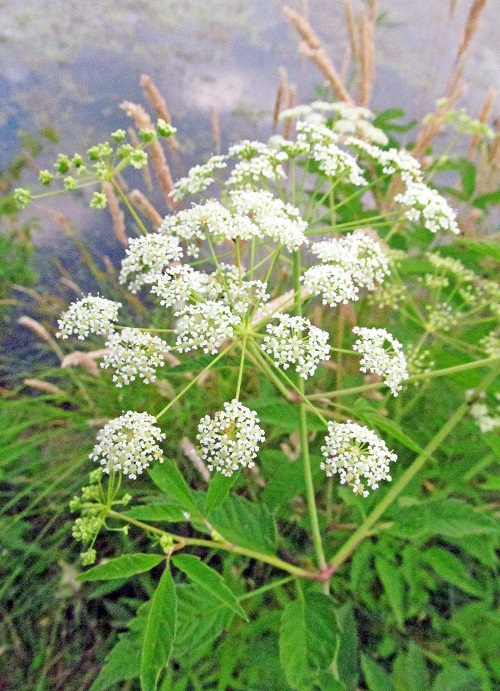 Beautiful Weeds with Small White Flowers
