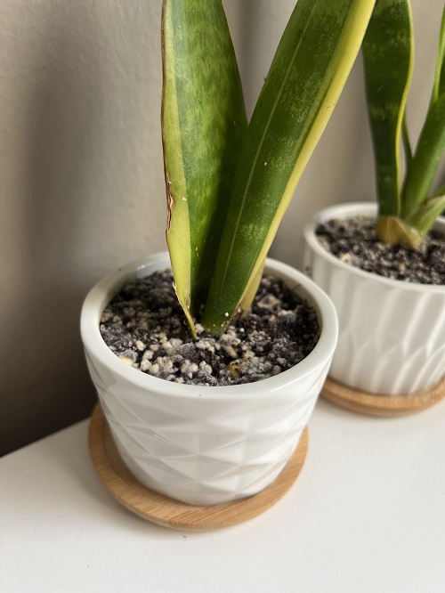 Dying Snake Plant 
