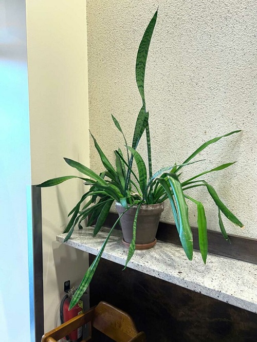 Dying Snake Plant - Wilting and Drooping