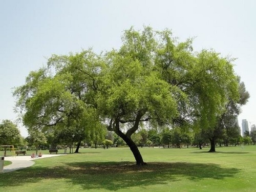 Ziziphus Mauritiana tree stands tall in a park