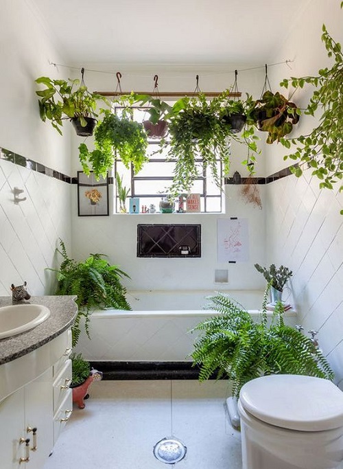 Vine Plant Ideas of indoor 