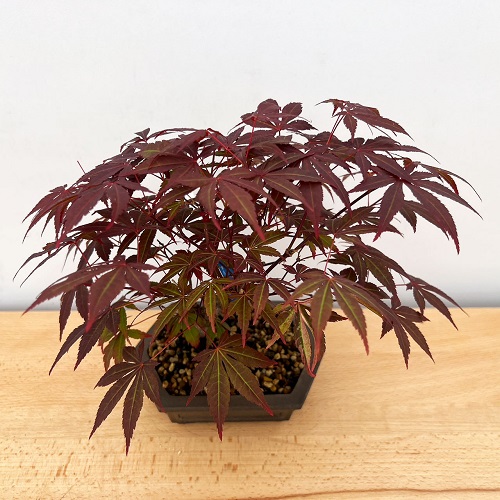 best indoor Japanese bonsai tree 