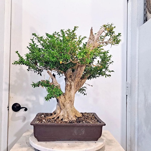 Indoor Variegated Bonsai Trees 