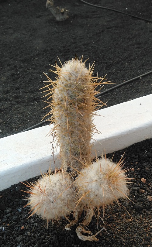 cacti that looks like something else phallus cactus