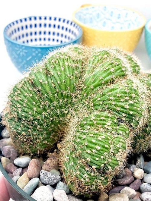 cacti that looks like something else 5