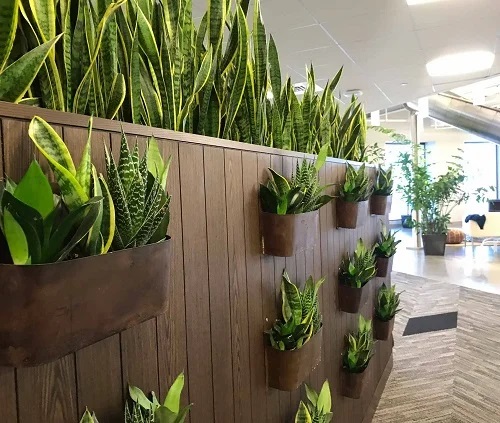 A creative display of snake plants in planters adorns a wall, adding a touch of nature to the space