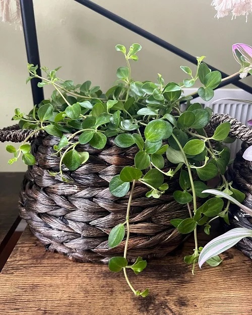 Peperomia Plant basket Display Ideas