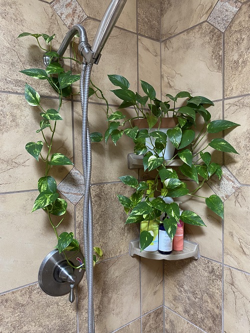 Plants in Shower Ideas 5