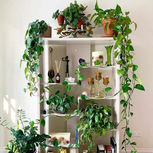 Beautiful Vine Plant Display Ideas