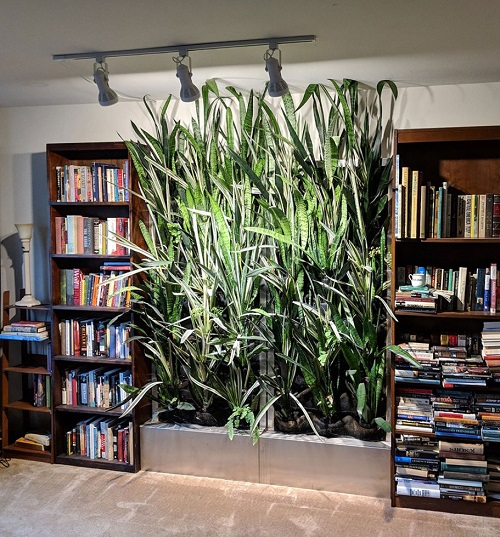 A snake plant stands tall in front of a bookshelf, adding a touch of greenery to the room's decor