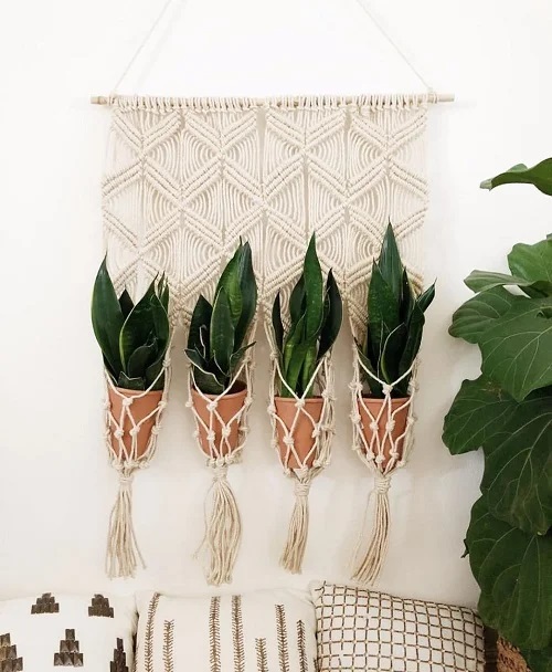  A snake plant wall adorned with a macrame wall hanging