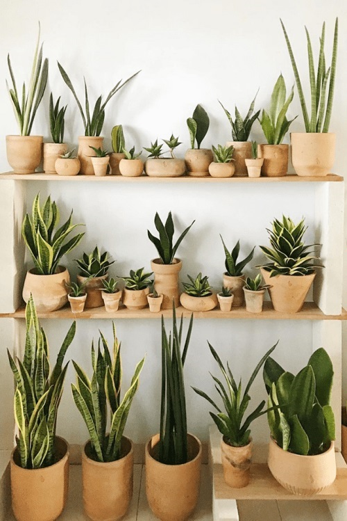 inspiration for snake plant wall ideas.