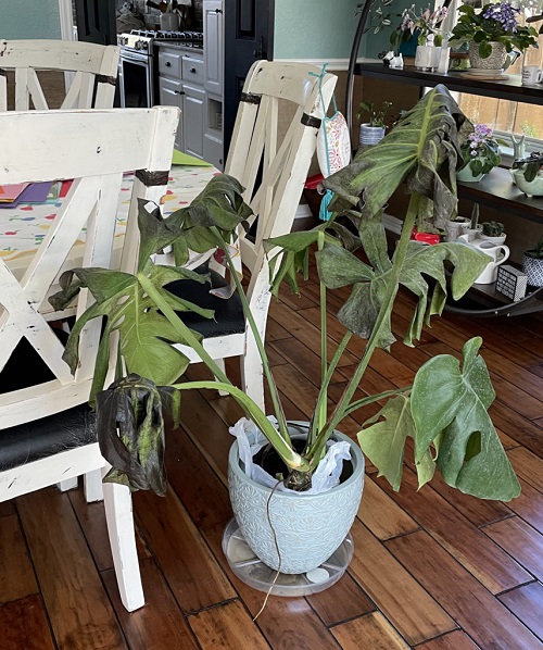 cold and hot temperature To Kill Your Houseplants 
