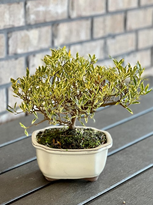 indoor bonsai plant 4