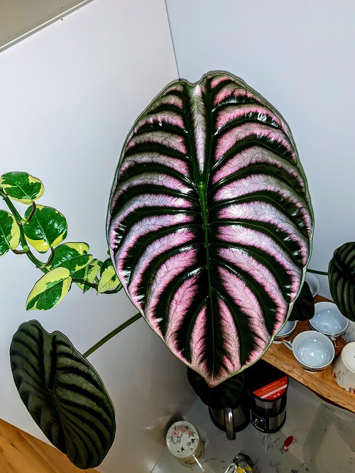 Plants with Rare Colors