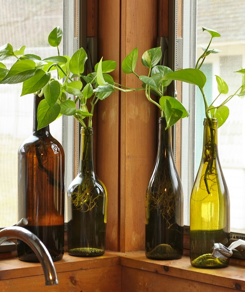 Indoor Vines in Water Wine Bottle Ideas