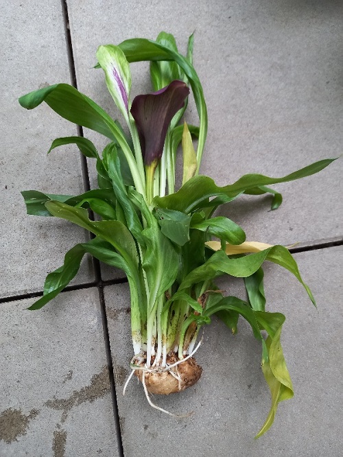 Calla Lily - Plants that Grow from Rhizome 