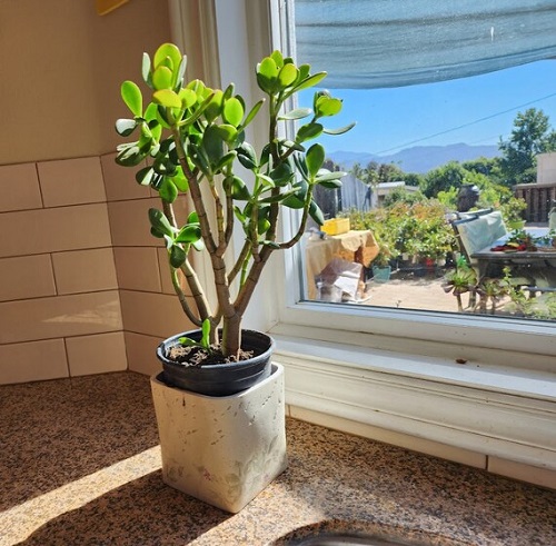 Crassula ovata: A small, succulent plant