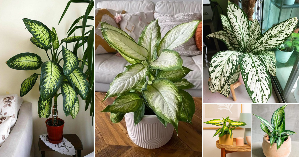 32 Dieffenbachia Varieties | Indoor Garden Web