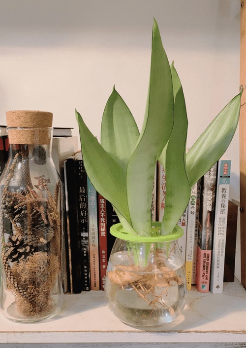 Snake plant on bookshelf ideas 