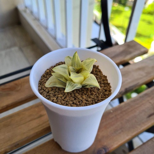 Haworthia magnifica -Indoor plants that don't need water and fertilizer for months 