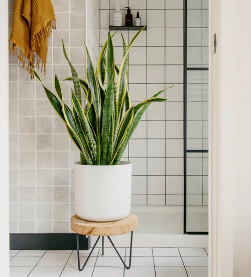 Snake Plant In the Shower Room Decor Ideas