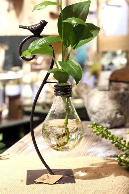 Indoor Vines in Water light bulb ideas