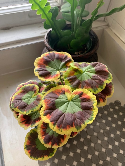 Indoor Plants with Rare Colors