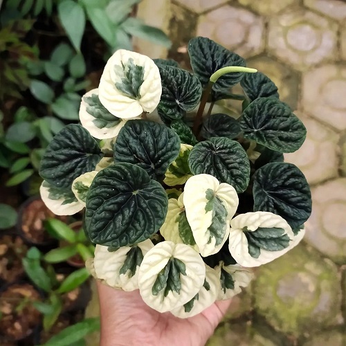 Indoor Plants with Rare Colors