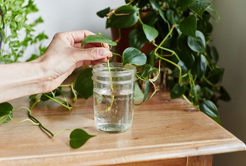 Grow these Indoor Vines from Cuttings