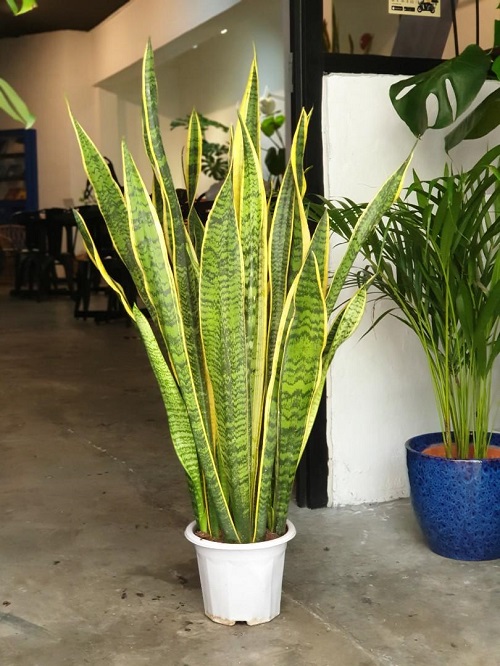 Indoor plants that don't need water