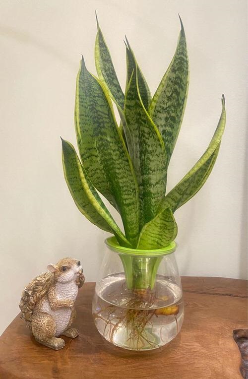 Snake plant in water ideas in Wooden Table