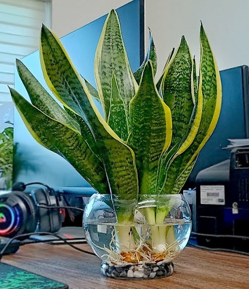 Snake plant in water on computer table ideas 