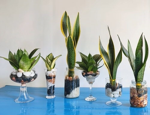 Snake plant types in water ideas 