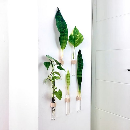 Snake plant in water test tube ideas 2 