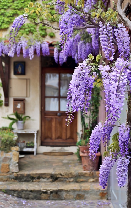 Vines With Purple Flowers