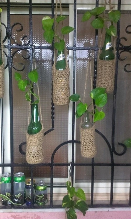 Indoor Vines in Water Wine Bottle Hanging Ideas