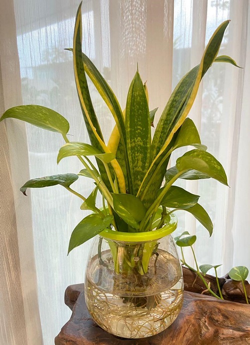 Snake plant and Money Plant in water ideas 