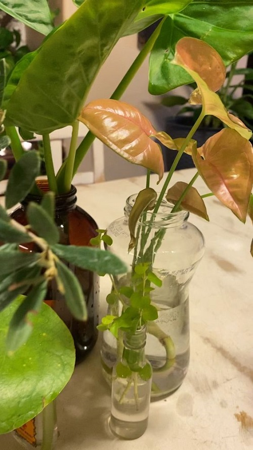 Indoor Vines in Water little glass bottle ideas