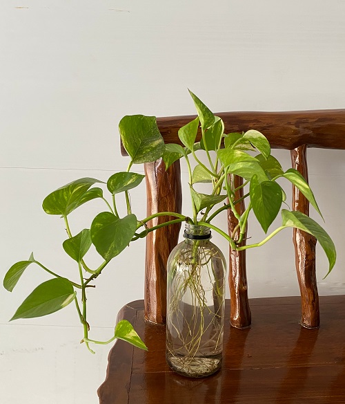 Indoor Vines in Water Wooden chair ideas
