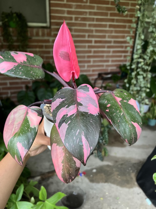 pink-princess-philodendron Beautiful Rare Philodendrons for Collection