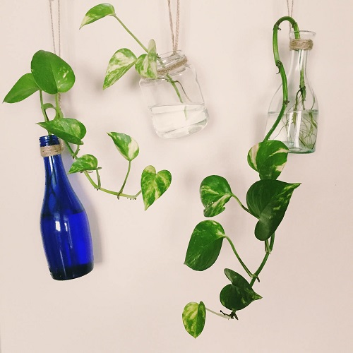Indoor Vines in Water Hanging Water Bottel Ideas