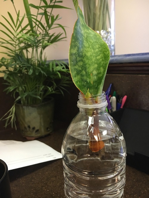 Snake plant in water Plastic ideas 